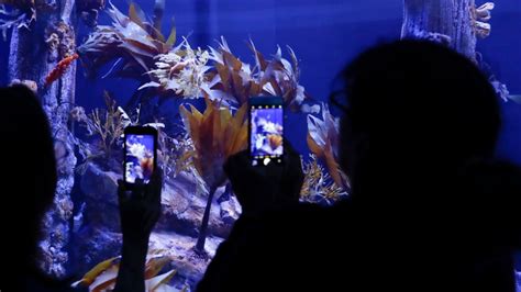 New California sea dragon habitat is among world's largest | CTV News