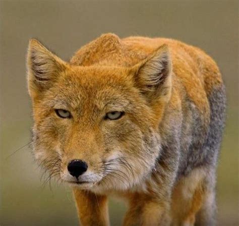 Tibetan Sand Fox : r/pics
