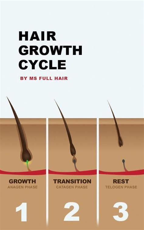 Hair Growth Cycle - Anagen, Catagen and Telogen phases | MS FULL HAIR # ...