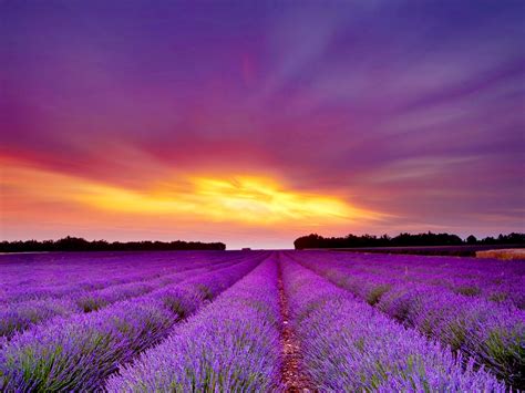 Lavender Field wallpaper | Lavender fields, Beautiful nature, Beautiful ...