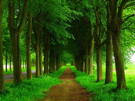 🔥 Download Nature Forest Trees Roads Scenery Wallpaper by @sarahpoole | Forest Park Wallpapers ...