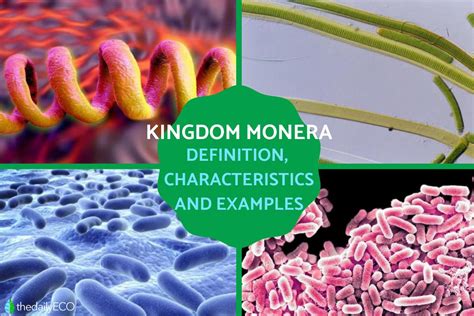 Kingdom Monera Definition and Characteristics in Biology with Examples