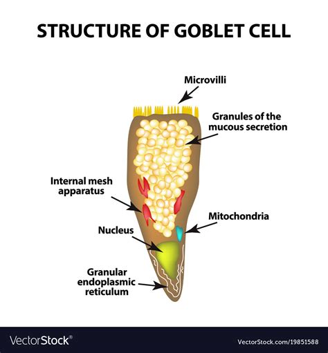 Structure goblet cells of the intestine Royalty Free Vector