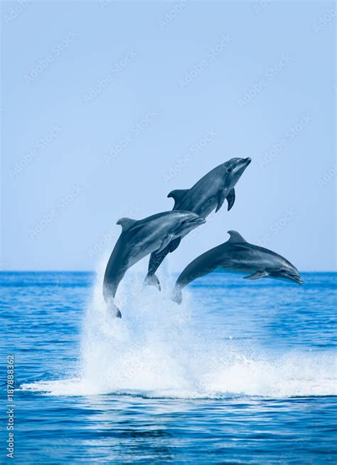 Group of jumping dolphins, beautiful seascape and blue sky Stock Photo | Adobe Stock