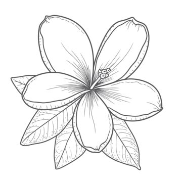 Plumeria Outline PNG Transparent Images Free Download | Vector Files | Pngtree