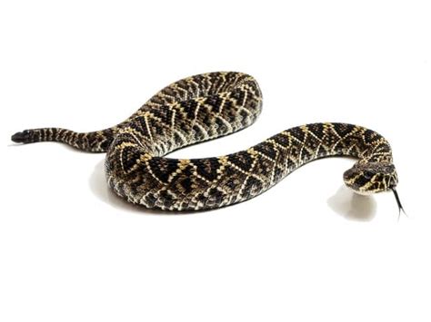 Eastern Diamondback Rattlesnake (Crotalus adamanteus) | ReptileTalk NET