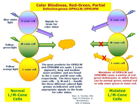 Red Green Color Blindness Inheritance Pattern - Infoupdate.org