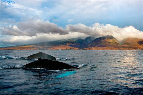 The Best Whale Watching in Maui