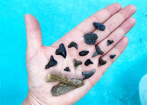 Where to Find Shark Teeth Fossils Around the World - The Fossil Exchange