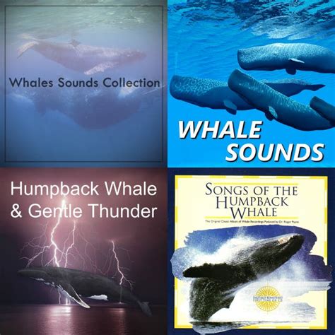 Whale Song artists, music and albums - Chosic