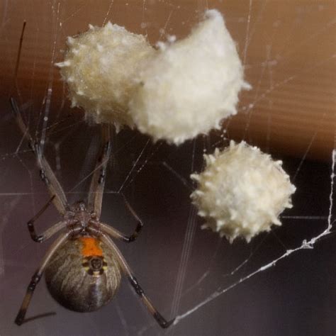 brown widow with egg sac : Biological Science Picture Directory ...