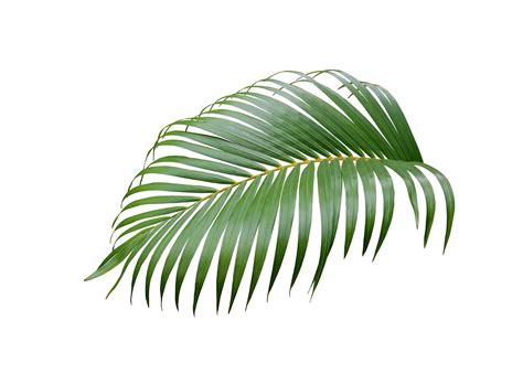 Download Palm, Leaf, Tropical. Royalty-Free Stock Illustration Image - Pixabay