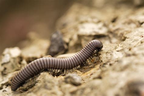 Millipede Anatomy