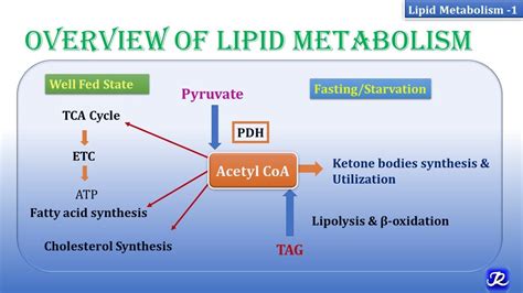 1: Overview of lipid metabolism | Lipid Metabolism-1 | Biochemistry | N ...