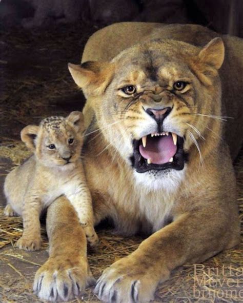 Lioness and her new cub. She’s one very protective mom! #lioness #cub # ...