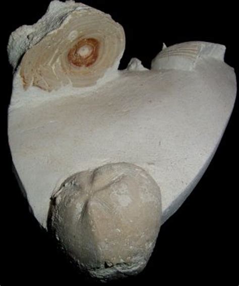 Elasmobranch Vertebrae