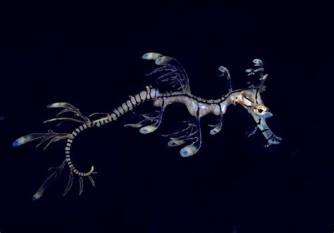 Seahorses and Related Animals - Underwater photography of seahorses ...