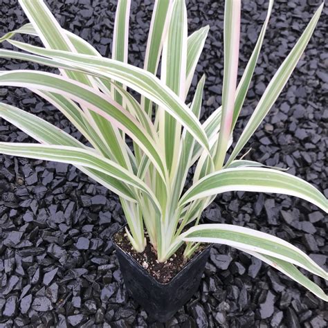 Dianella tasmanica 'Variegata' - Flax Lily (4.5" Pot) | Little Prince To Go