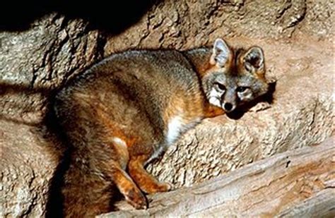 Gray Fox - WikiFur, the furry encyclopedia