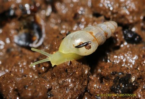 National Geographic video "Expedition Raw" from Gomantong Caves, Borneo (think lots of bugs ...