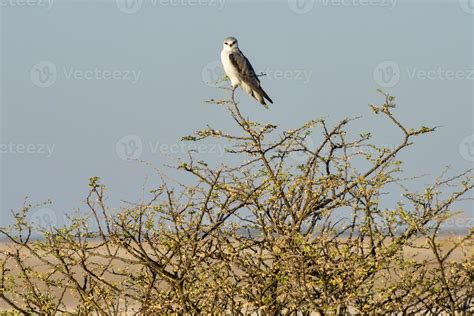 Black Shouldered Kite 15987294 Stock Photo at Vecteezy