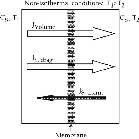 Water and solutes fluxes The expressions for each of the three fluxes are: | Download Scientific ...