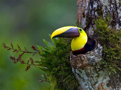 Toucan nest Popular Photography, Animal Photography, Nature Photography ...