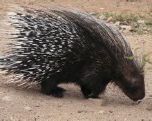 Crested Porcupine Free Stock Photo - Public Domain Pictures