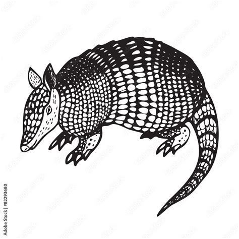 Armadillo vector illustration Stock Vector | Adobe Stock