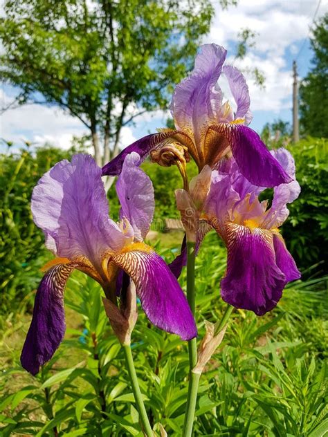 Purple irises stock image. Image of beautiful, violet - 169217695