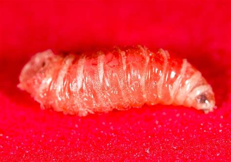 Worm of Maggots on a Red Background Stock Photo - Image of closeup, view: 103642182