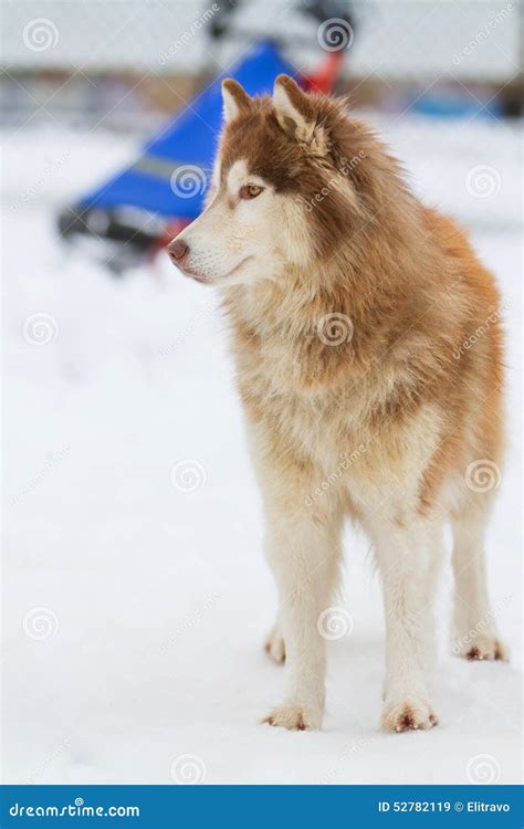 Alaskan Malamute Snow Stock Photos - Download 2,383 Royalty Free Photos