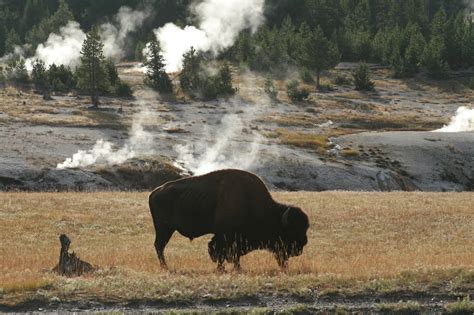 Bison Buffalo Free Stock Photo - Public Domain Pictures