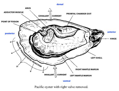 Oyster Diagrams