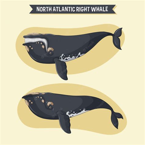 Premium Vector | Right whale cartoon character in different poses