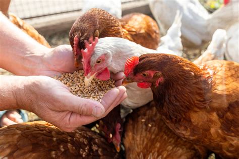 Best Organic Chicken Feed For Laying Hens Reviews 2022