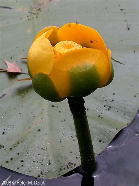 Nuphar variegata (Yellow Pond-lily): Minnesota Wildflowers