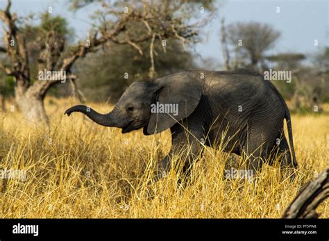 South Africa - Kruger National Park - Big 5 Stock Photo - Alamy