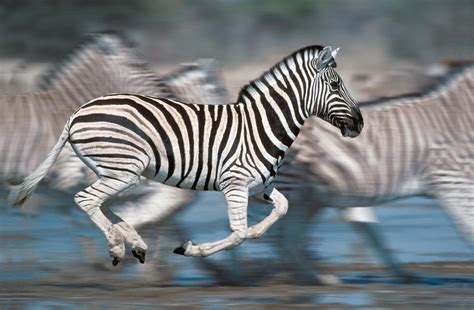 Image result for zebra running | Animal z, Zebras, Animals