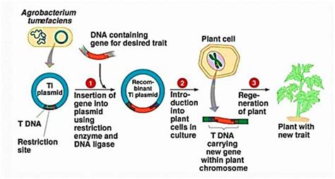 Agrobacterium-mediated plant transformation | Download Scientific Diagram