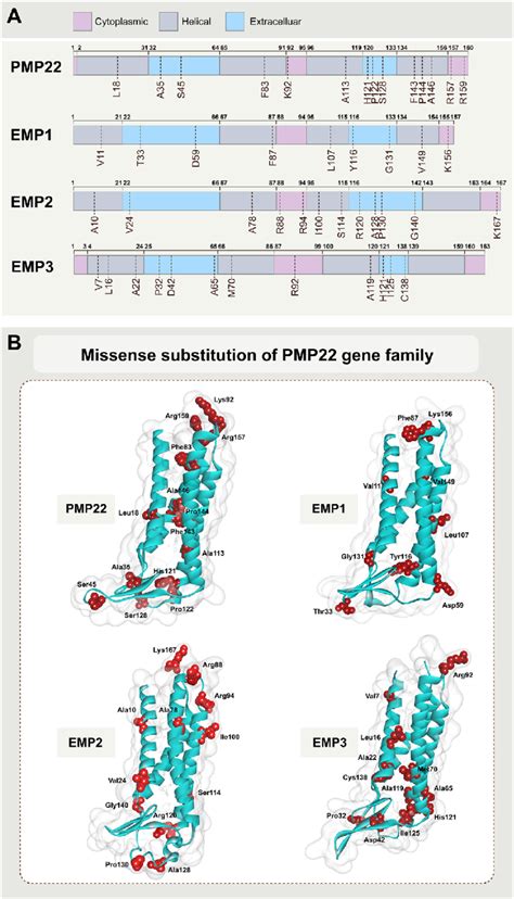 Missense substitution of PMP22 protein family. A Schematic view of ...