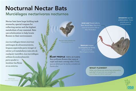 Nocturnal Nectar Bats - Arboretum