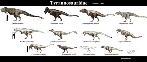 Tyrannosauridae (updated) by Teratophoneus on DeviantArt