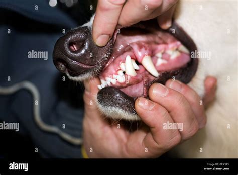 Close up of German shepherd dog showing teeth Stock Photo - Alamy