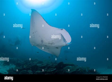 Scuba diving - Maldives Stock Photo - Alamy