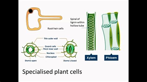 Specialized plant cells Diagram | Quizlet