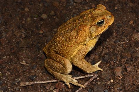 Cane Toad - The Australian Museum