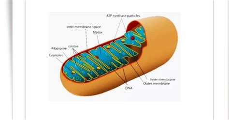 Mitochondria Definition Structure And Function With Diagram - Riset