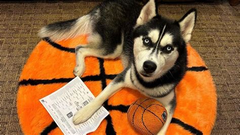 UConn mascot Jonathan fills out his first ever March Madness bracket ...