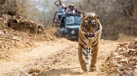 Bandhavgarh National Park - Travel Blog